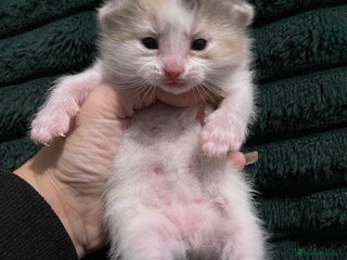 American Shorthair cats Mix colour litter girls and boys very docile - Advert 16