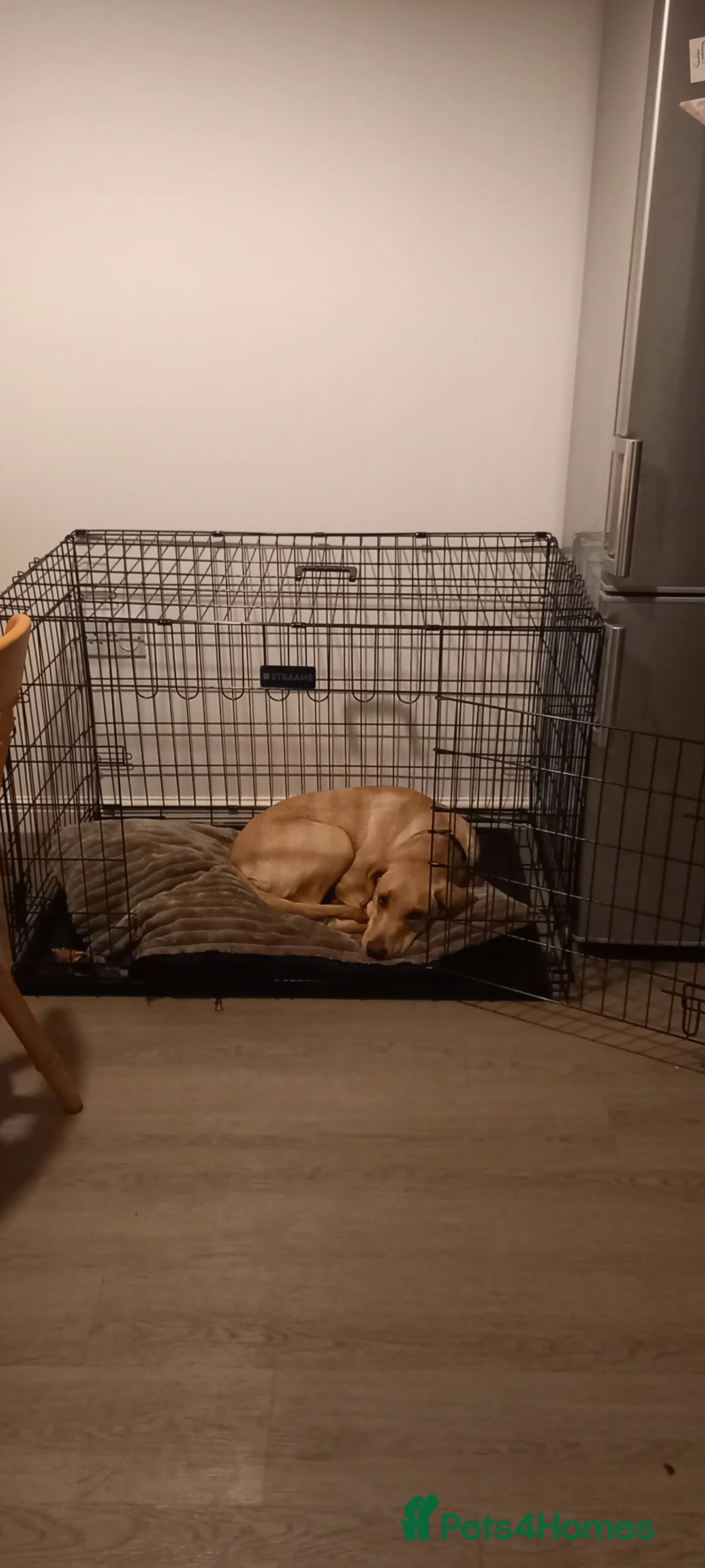 Labrador Retriever dogs for sale: Labrador Retriever (Mila) - Advert 4