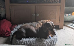 Dachshund dogs for sale: Dachshund  - Image 2