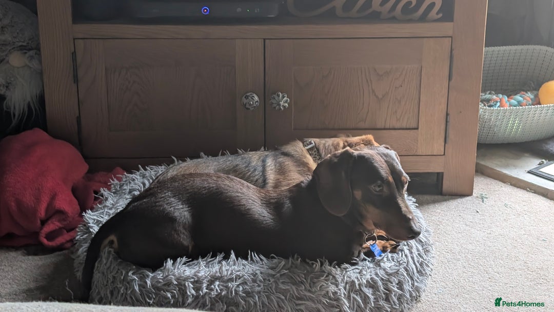 Dachshund dogs for sale: Dachshund  - Image 2