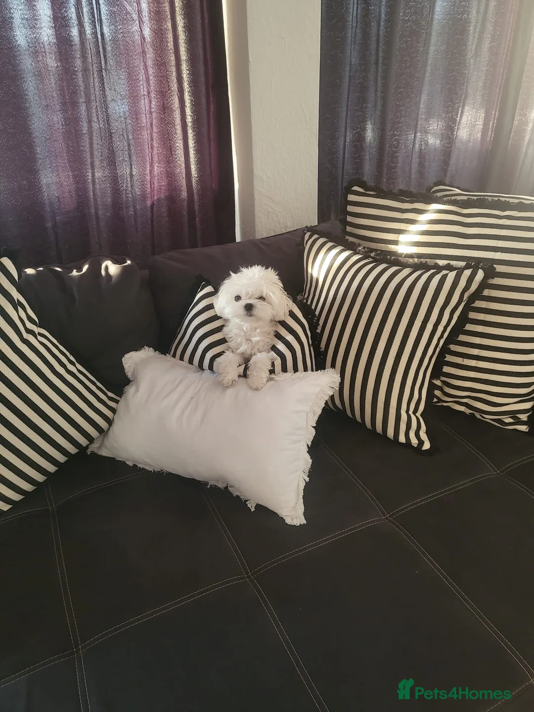 Maltese dogs for sale: Korean Maltese 3 year old girl - Advert 4