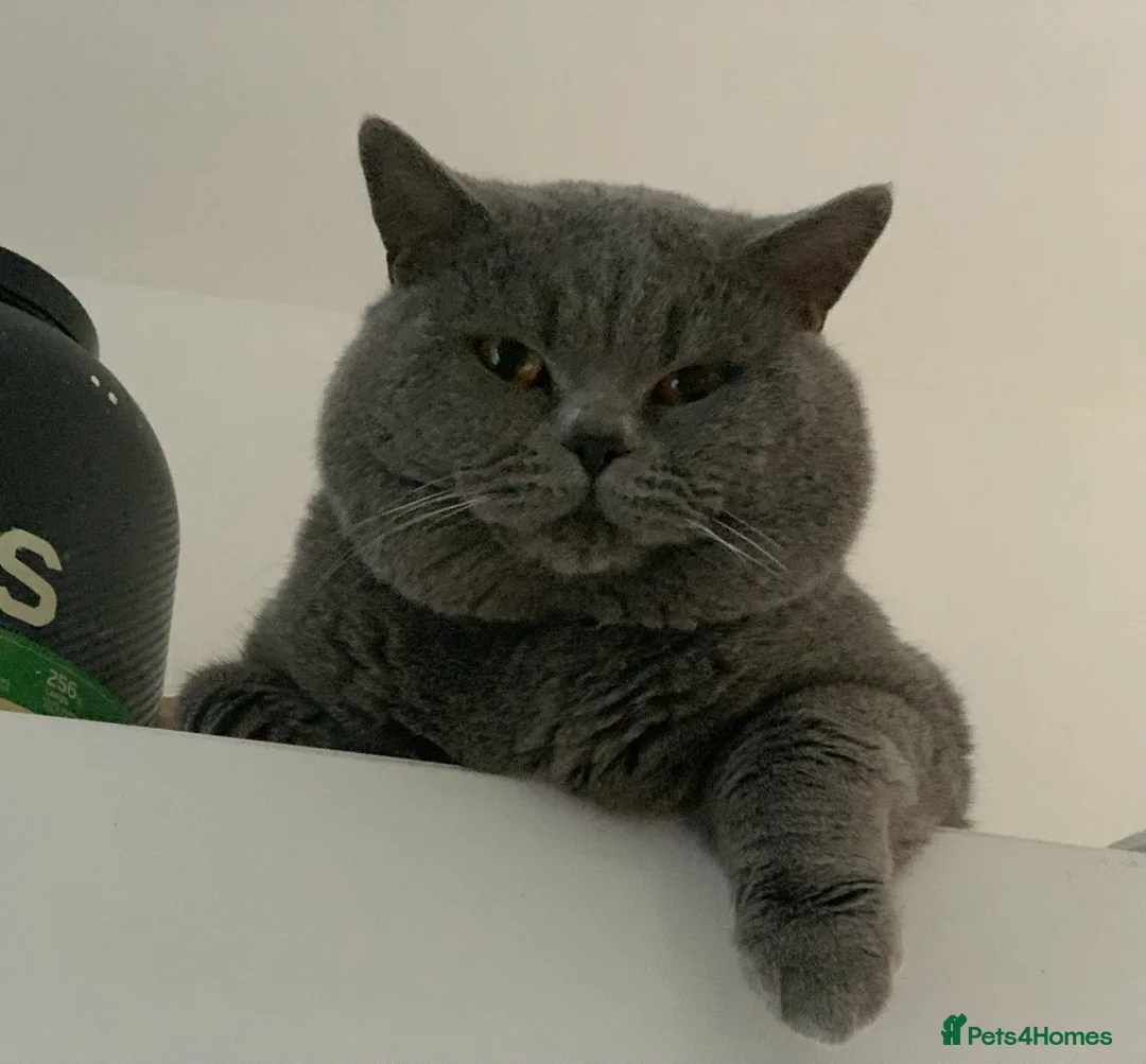 British Shorthair cats for stud: GCCF Active Reg BSH Blue Ch.l. 2 studs available  in Bolton - Advert 6