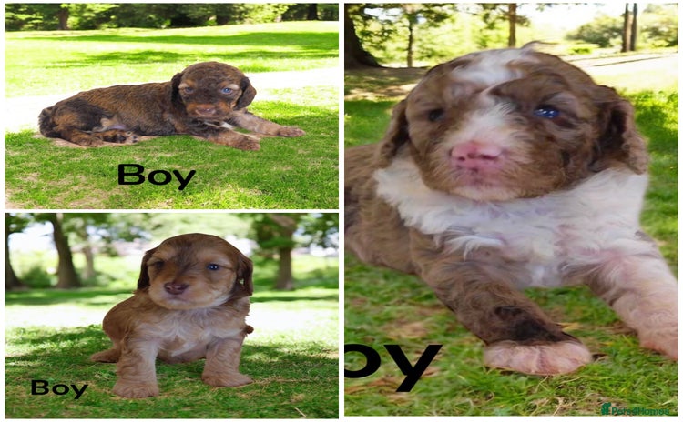 Cockapoo dogs - Advert 16