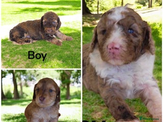 Cockapoo dogs - Advert 22