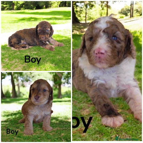 Cockapoo dogs - Advert 16