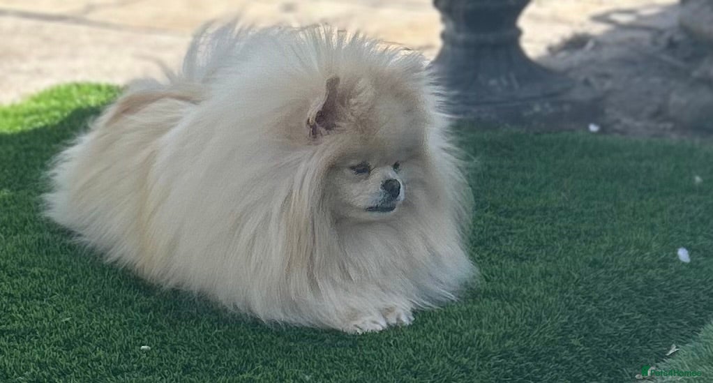 Pomeranian dogs Russian coated Pomeranian - Advert 5