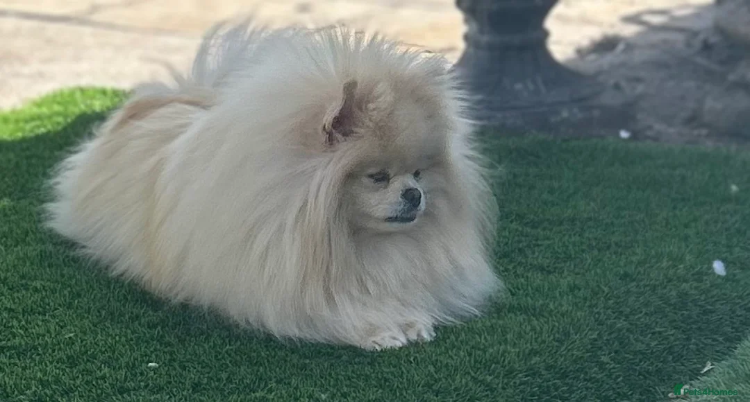 Pomeranian dogs for sale: Russian coated Pomeranian in Longfield - Advert 1