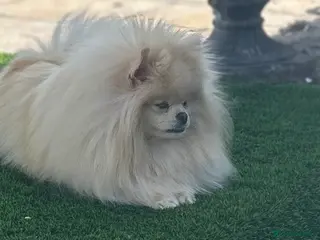 Pomeranian dogs Russian coated Pomeranian - Advert 5