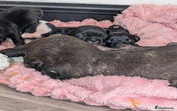 French Bulldog dogs for sale: Frenchie pups for sale  - Image 10