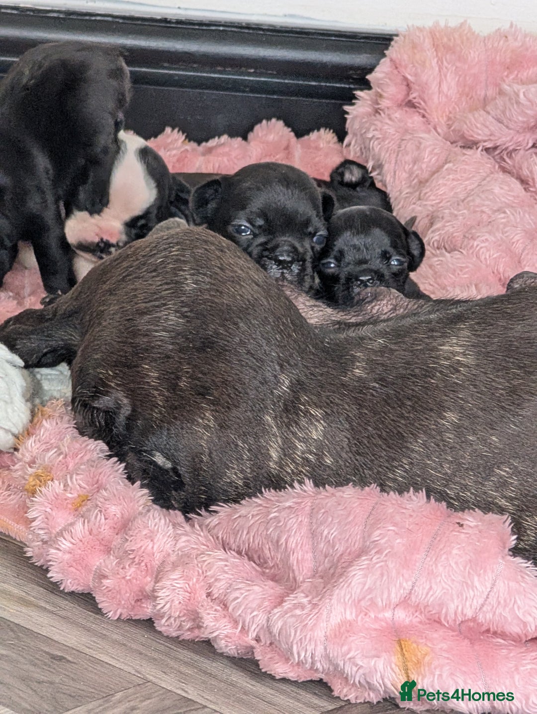 French Bulldog dogs for sale: Frenchie pups for sale  - Image 10