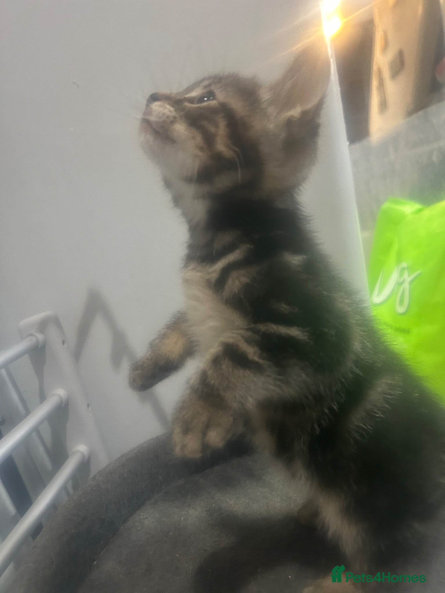 Bengal cats Bengal x kittens ready end of August 2 left  - Advert 11