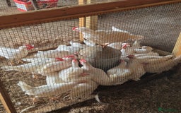 Chickens poultry for sale: Chickens for sale - Image 10