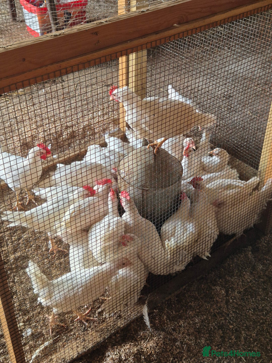 Chickens poultry for sale: Chickens for sale - Image 10