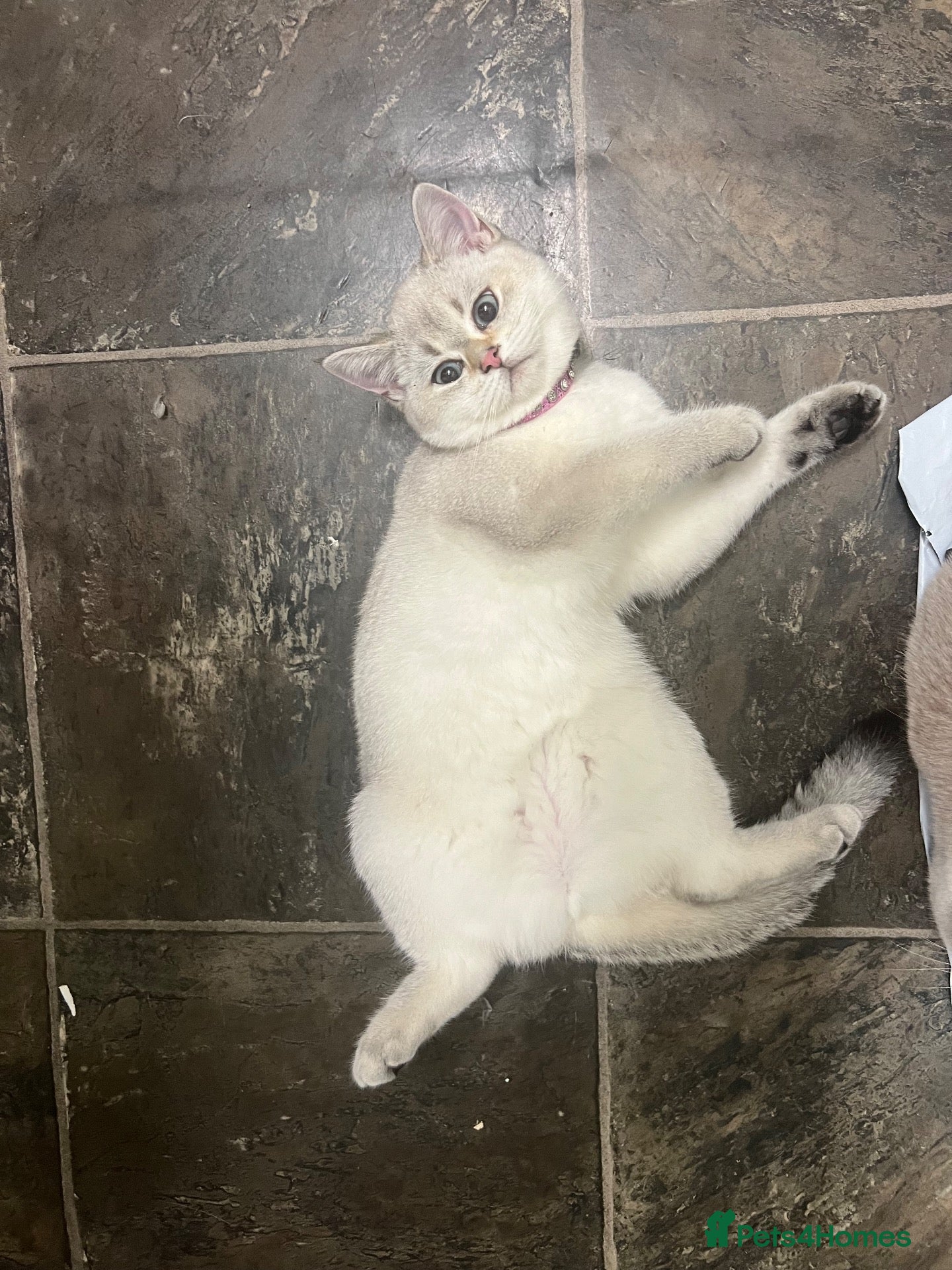British Shorthair cats One golden British shorthair for sale. - Advert 1