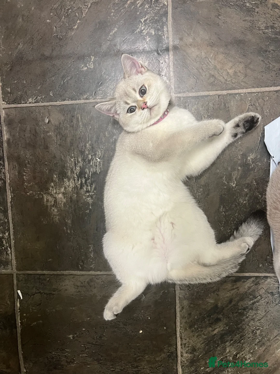 British Shorthair cats for sale: One golden British shorthair for sale. - Advert 1
