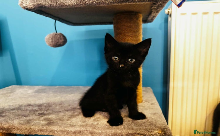 Mixed Breed cats in Milton Keynes - Advert 14