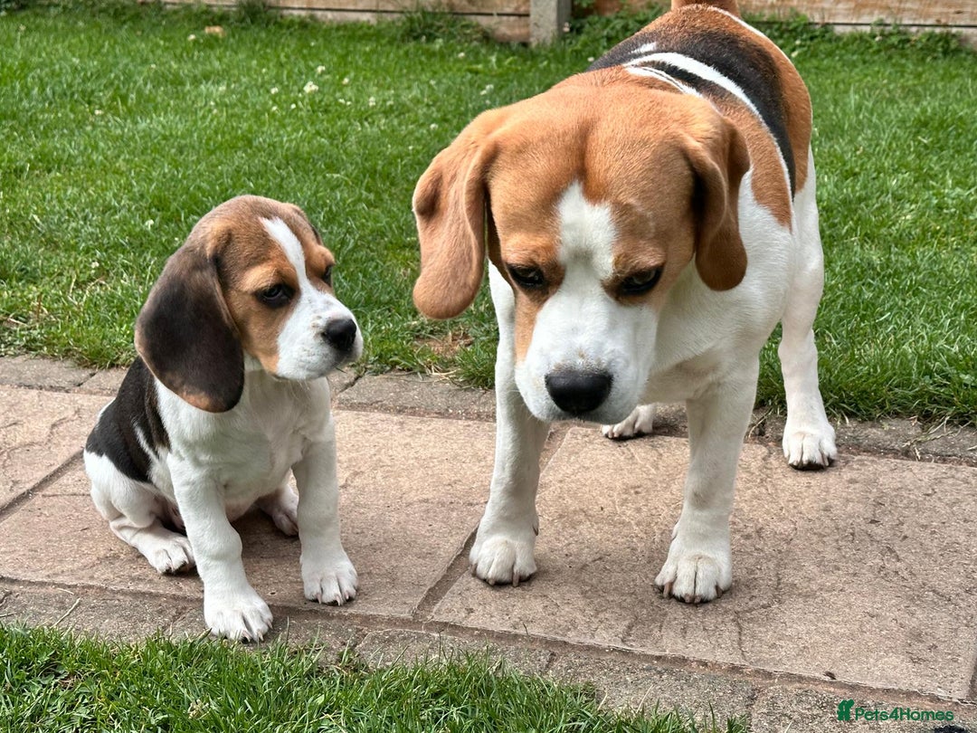 Beagle dogs for sale: KC reg Gorgeous Beagle Pups Champion Bloodline in New Malden - Image 28