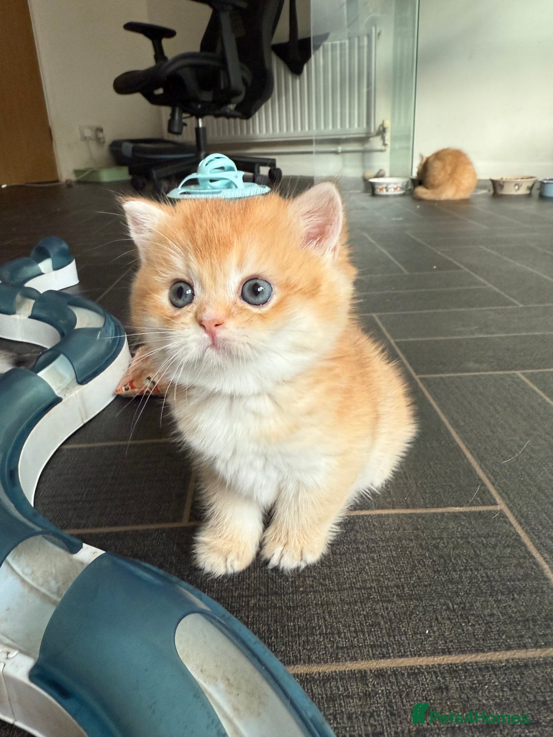 British Shorthair cats for sale: GCCFreg BSH & BLH Chocolate & Black Golden Kittens - Advert 35