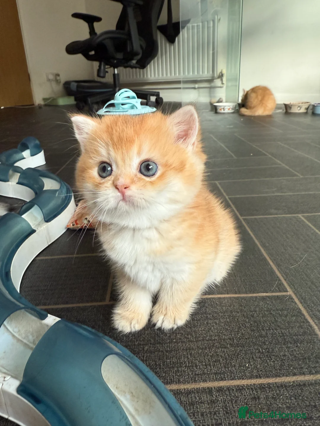 British Shorthair cats for sale: GCCF reg BSH and BLH Chocolate Golden Kittens - Advert 36