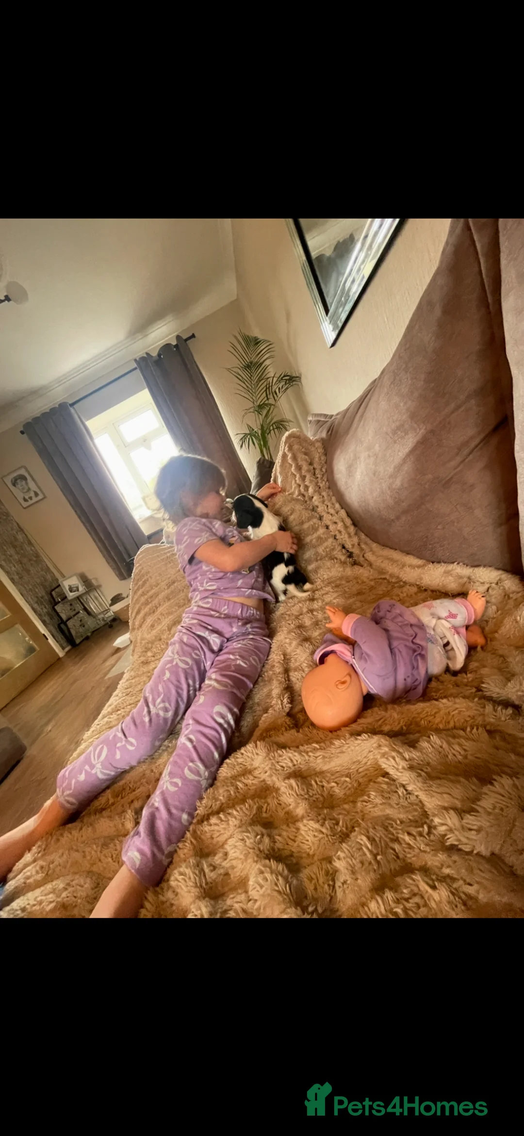Cavalier King Charles Spaniel dogs for sale: Excellent pedigree cavalier pups  - Advert 2
