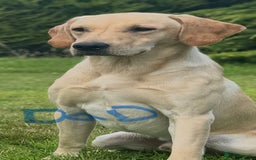Labrador Retriever dogs for sale: Stunning Labrador puppys - Image 10