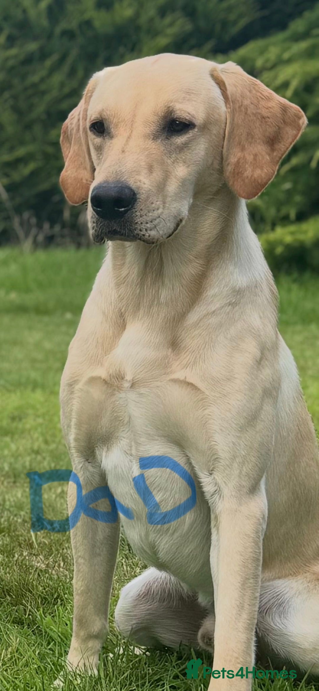 Labrador Retriever dogs for sale: Stunning Labrador puppys - Image 10