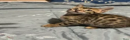 Bengal cats for sale: Stunning Bengal girl - Advert 7