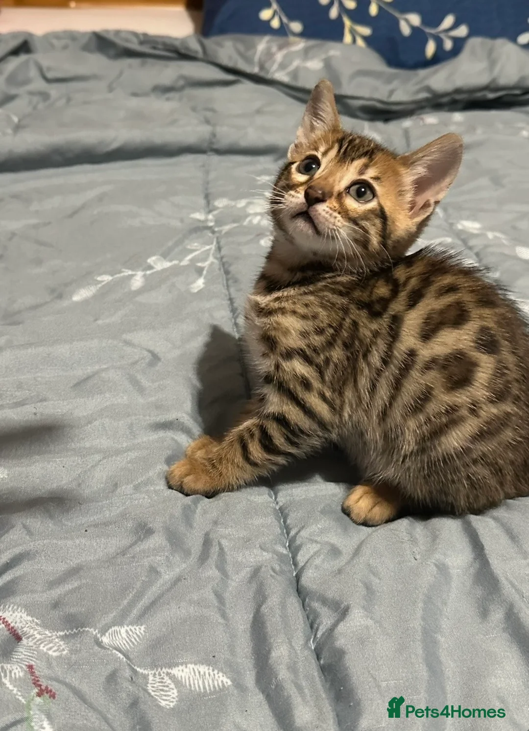 Bengal cats for sale: Stunning Bengal girl - Advert 7