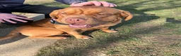 Dogue De Bordeaux dogs for sale: Dogue de Bordeaux 🐶 last 4 remaining 💙💙🩷🩷 - Advert 30