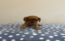 Cavalier King Charles Spaniel dogs for sale: Cavalier King Charles  - Image 30