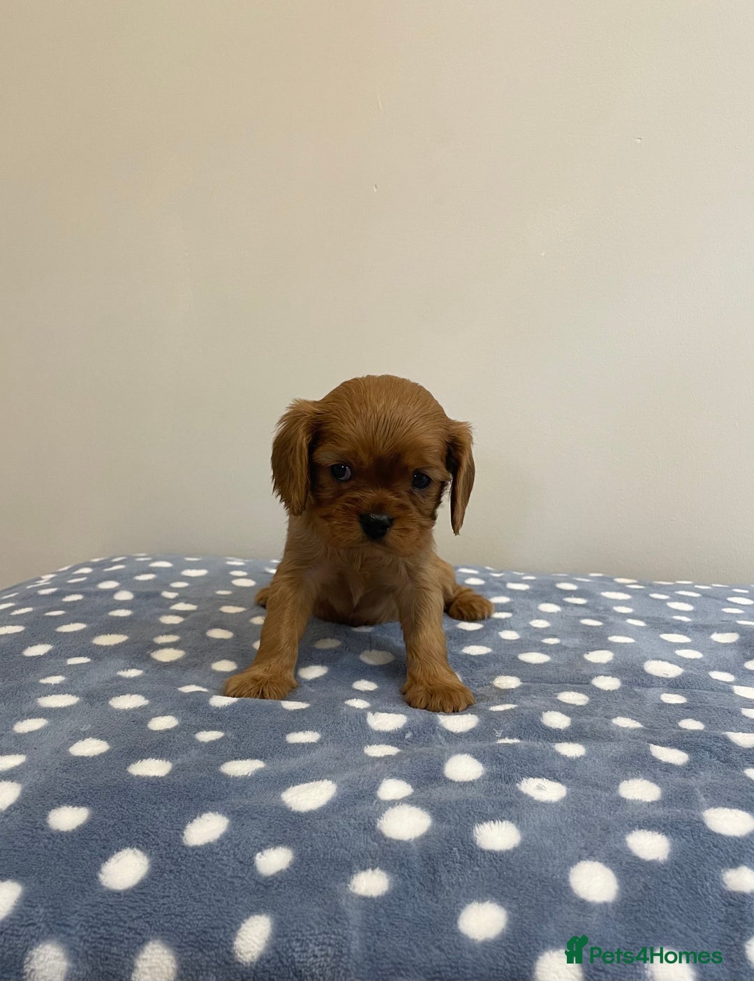 Cavalier King Charles Spaniel dogs for sale: Cavalier King Charles  - Image 30