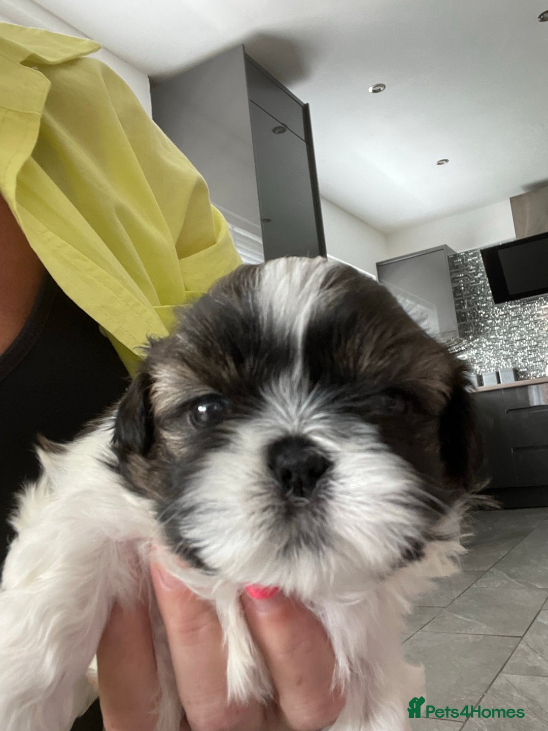 Shih Tzu dogs for stud: Kc reg shih tzu full DNA health tested in Chester-le-Street - Image 9