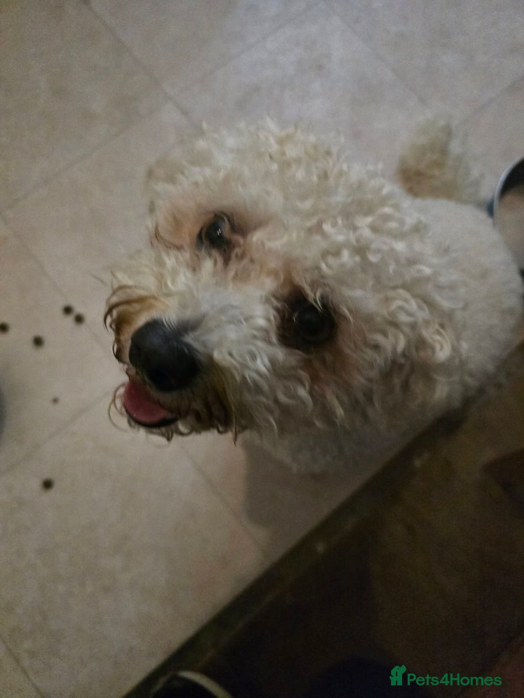 Mixed Breed dogs for adoption: DAISY & BILLY - BONDED PAIR  - Advert 11