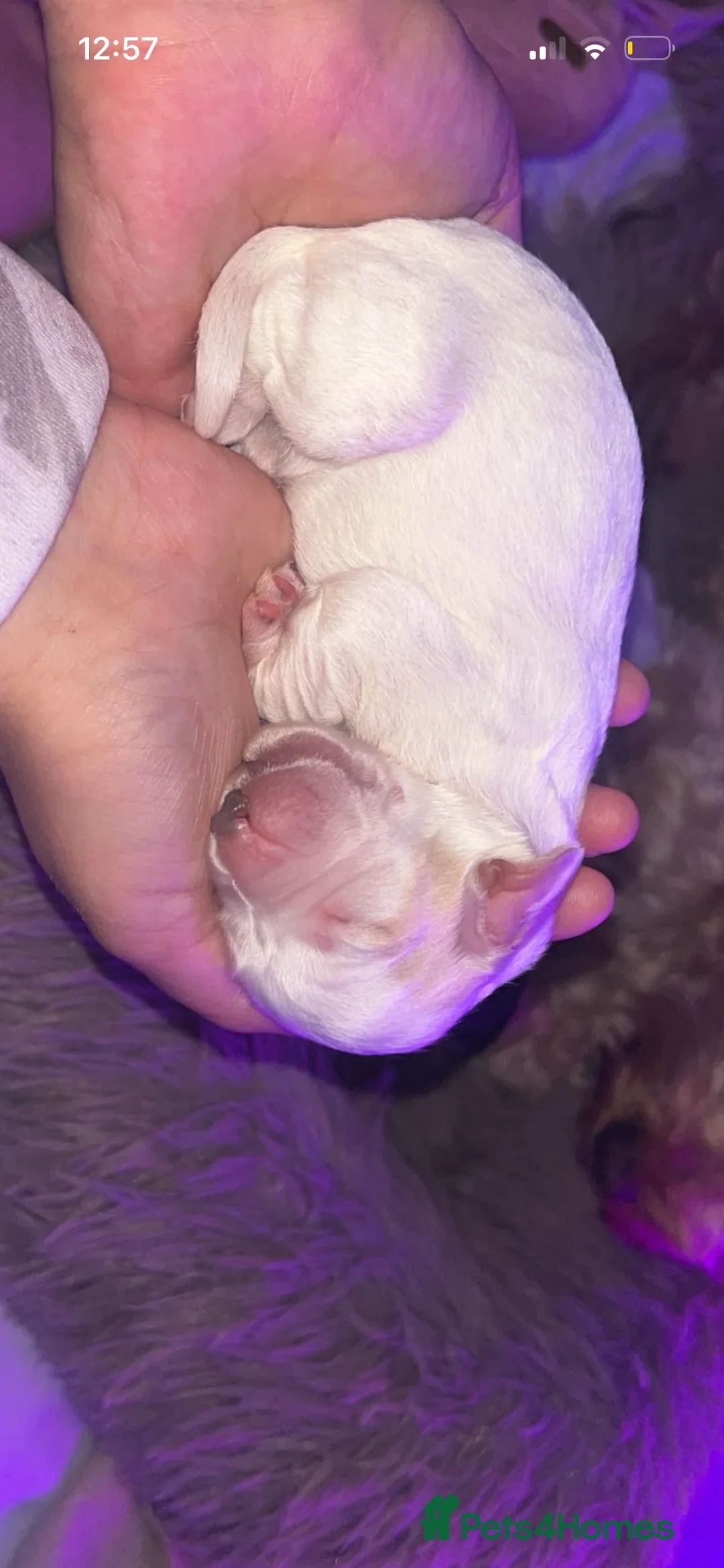 Cockapoo dogs for sale: Stunning cockapoo puppies  in Havant - Advert 2