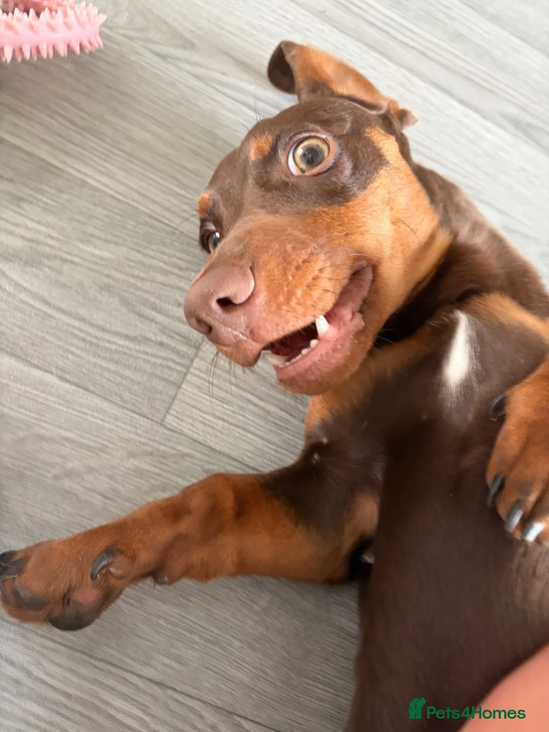 Miniature Dachshund dogs for sale: 10 MONTH OLD DACHSHUND LOOKING FOR HIS 4EVER HOME in Bournemouth - Advert 5