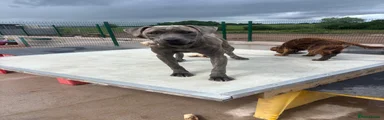 Cane Corso 1