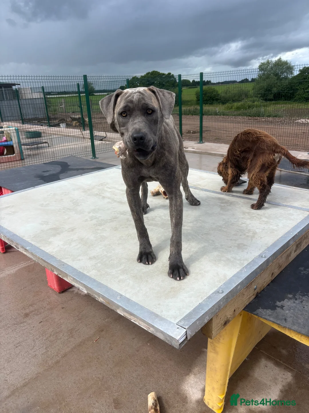 Cane Corso dogs for sale: Zena  - Advert 3