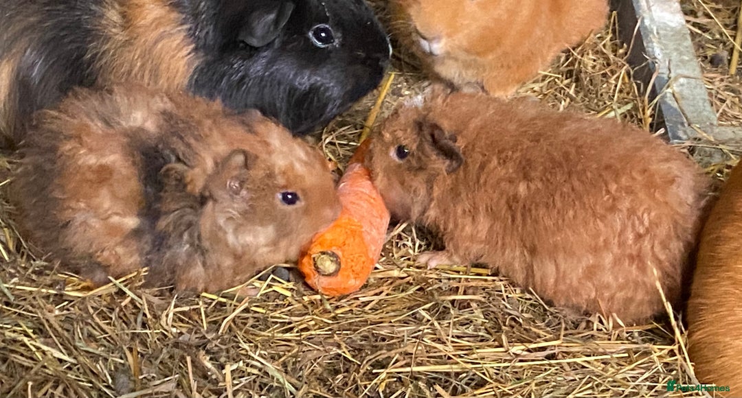 Guinea Pig rodents for sale: Rex cross gorgeous little piggies  - Advert 1