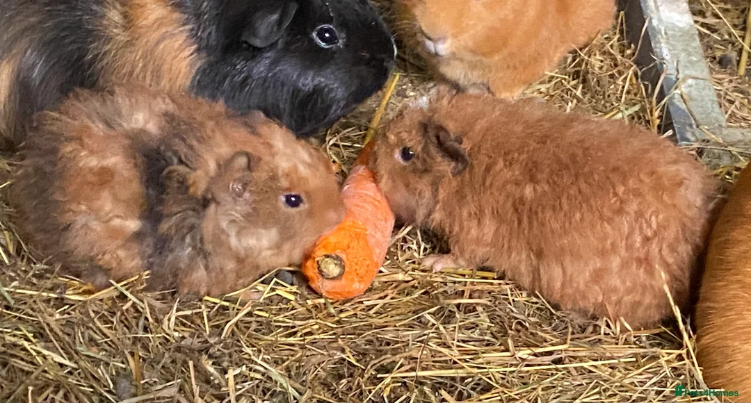 Guinea Pig rodents for sale: Make/female fluffy baby piggies  - Advert 2