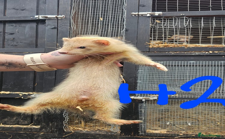 Ferret rodents - Advert 1