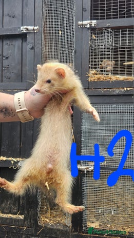 Ferret rodents - Advert 1