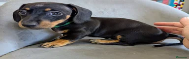 Miniature Dachshund boy