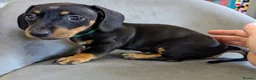 Miniature Dachshund dogs for sale: Beautiful miniature sausage pups - Advert 6