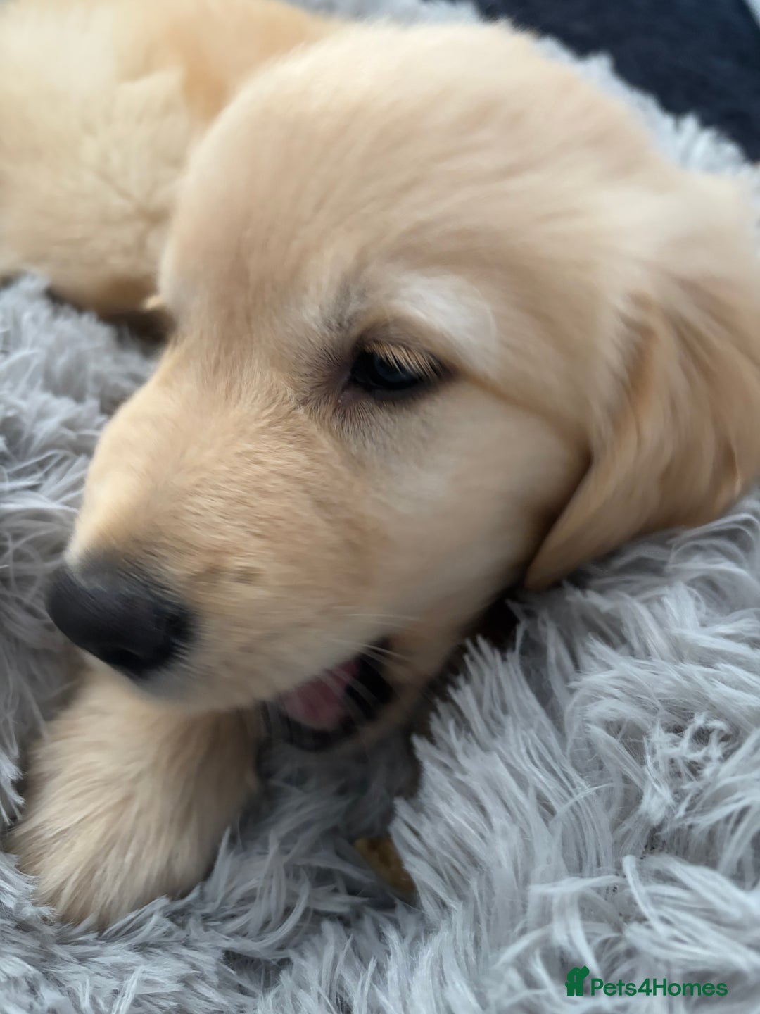 Golden Retriever dogs for sale: Golden Retriever Puppy - Image 3