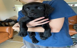 Labradoodle dogs for sale: Labradoodle F1B back to labrador - Image 3