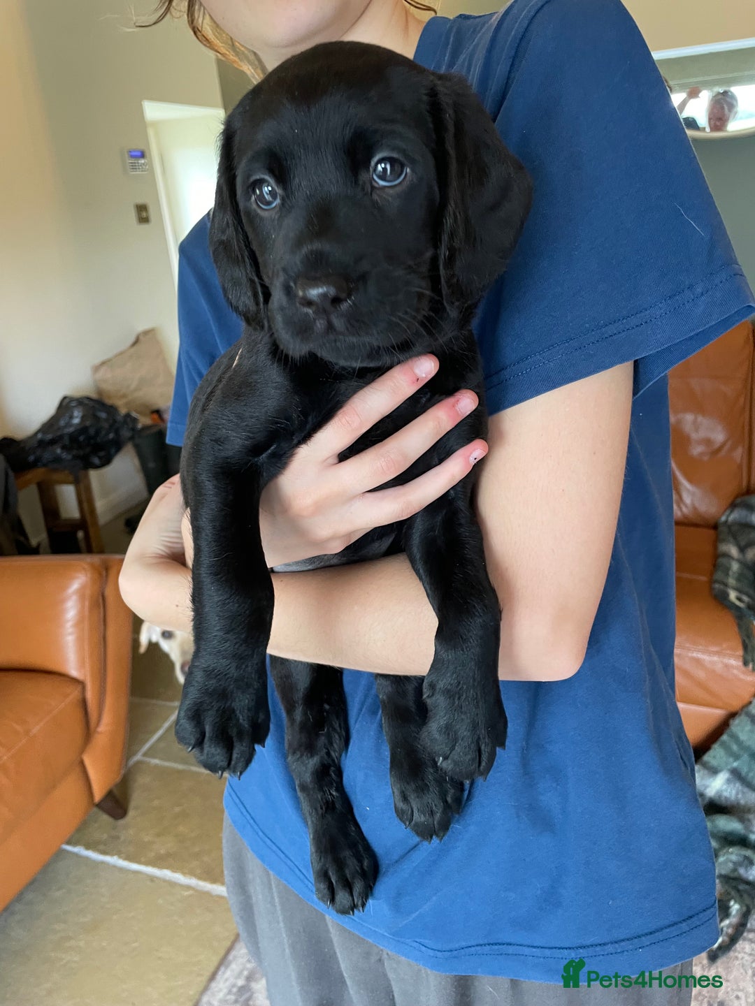 Labradoodle dogs for sale: Labradoodle F1B back to labrador - Image 3