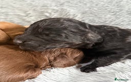 Cockapoo dogs for sale: Adorable Toy Cockapoos-Health Tested - Image 7