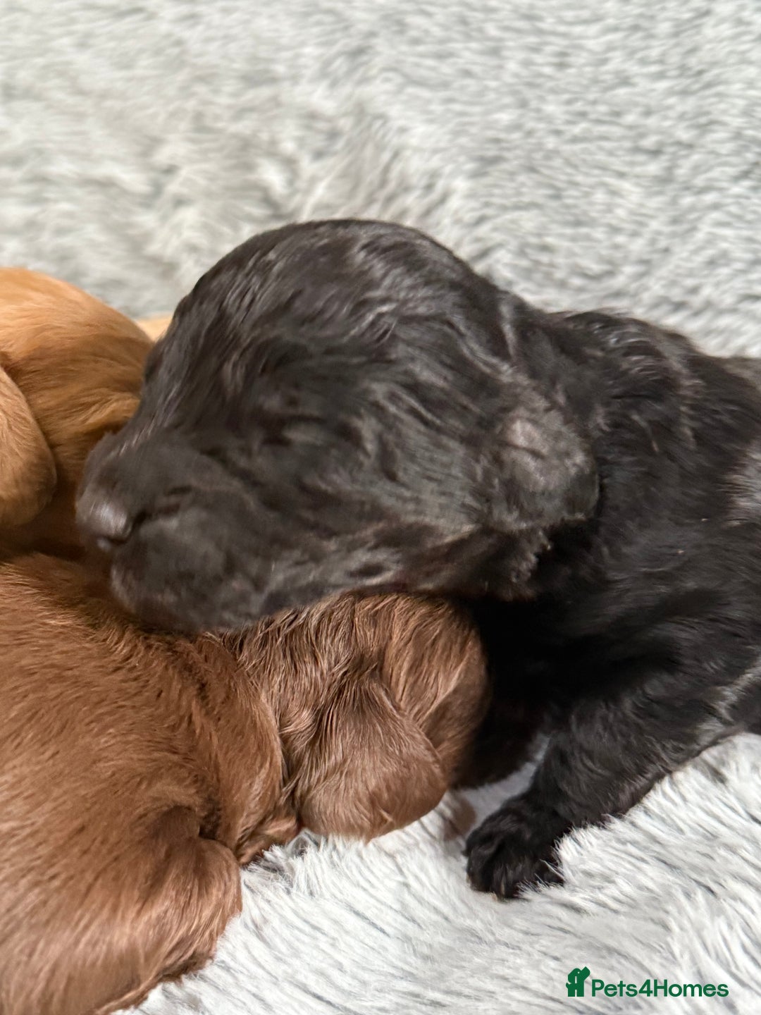 Cockapoo dogs for sale: Adorable Toy Cockapoos-Health Tested - Image 7
