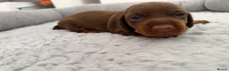 Dachshund dogs for sale: Miniature dachshund puppies - Advert 8