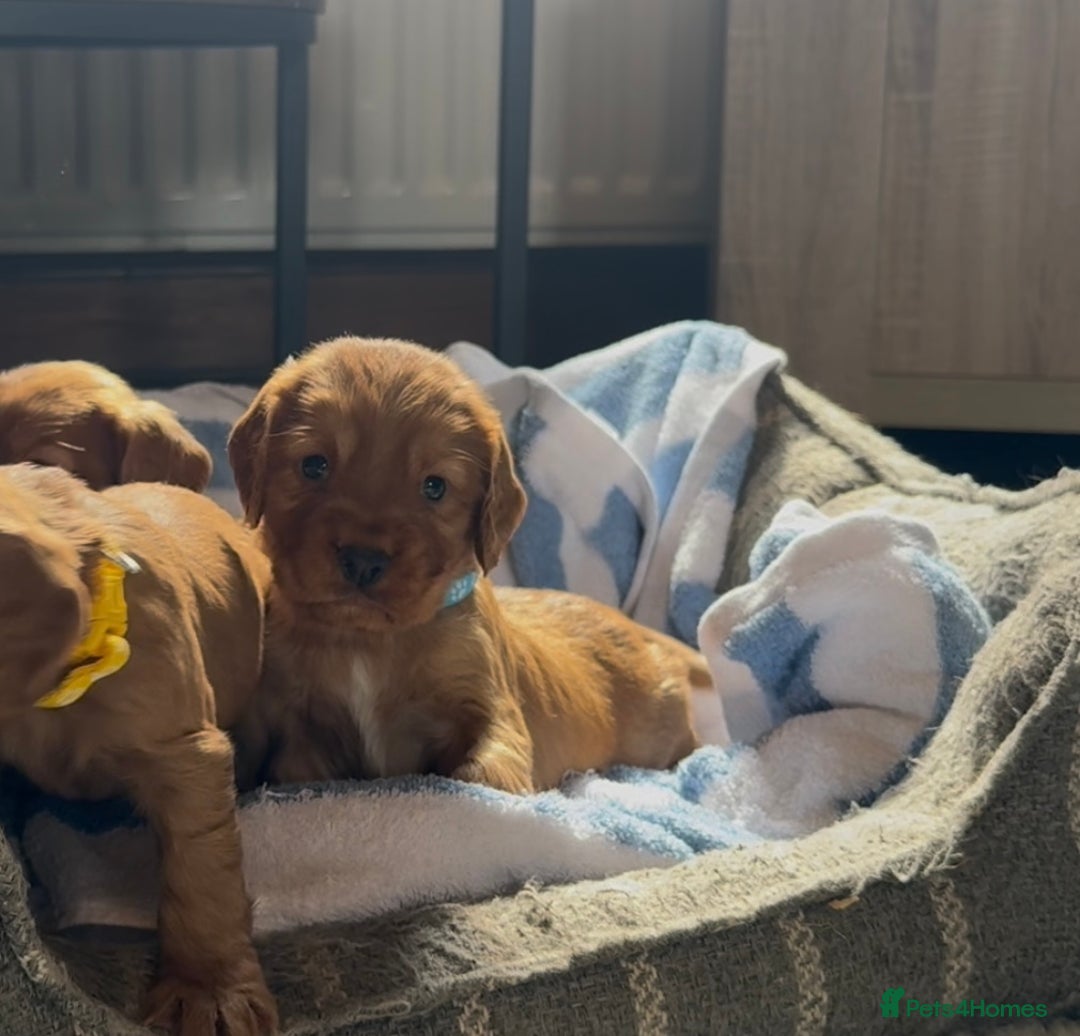 Cocker Spaniel dogs for sale: ✨ KC Registered Working Cocker Spaniel Puppies ✨ - Image 8